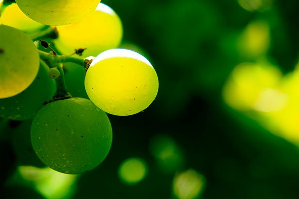 5 increíbles beneficios de la uva verde que posiblemente no conocías