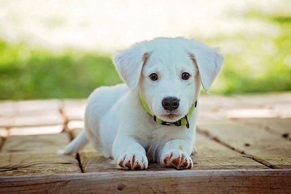 Parásitos en perros: ¿cómo prevenir los parásitos?  Soluciones Efectivas